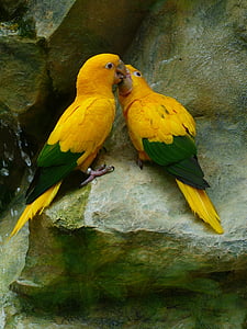 gold parakeets, bird couple, couple, birds, yellow, green, colorful