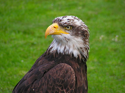 animale, uccello, Eagle, macro, Aquila - uccello, Aquila calva, fauna selvatica