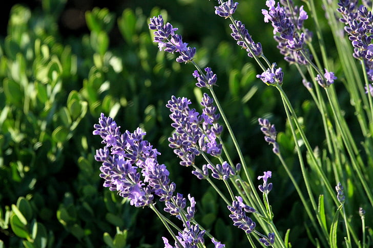 lavender, sunset, summer, nature, garden, sunlight, purple
