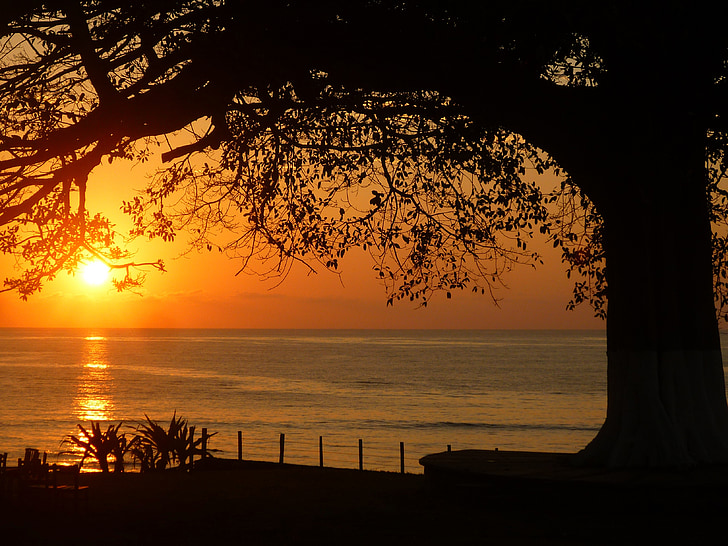 posta de sol, sol, platja, Mar, arbre, veure, paisatge