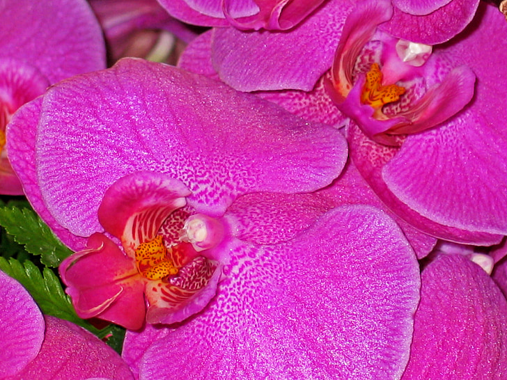 orchids, flowers, pink, purple, nature, plant, close