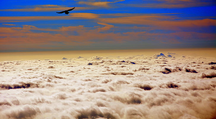 Fly, mraky, obloha, pták, Příroda, zvířata v přírodě, Scenics