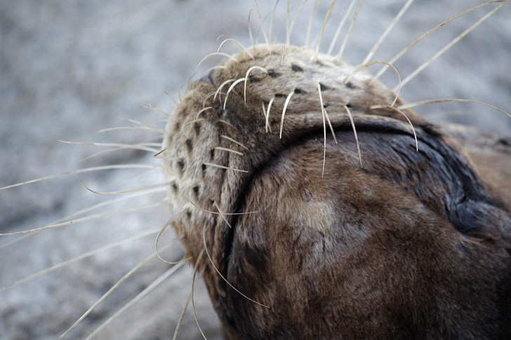 sjölejon, Monterey, vilda djur, näsa, mustasch