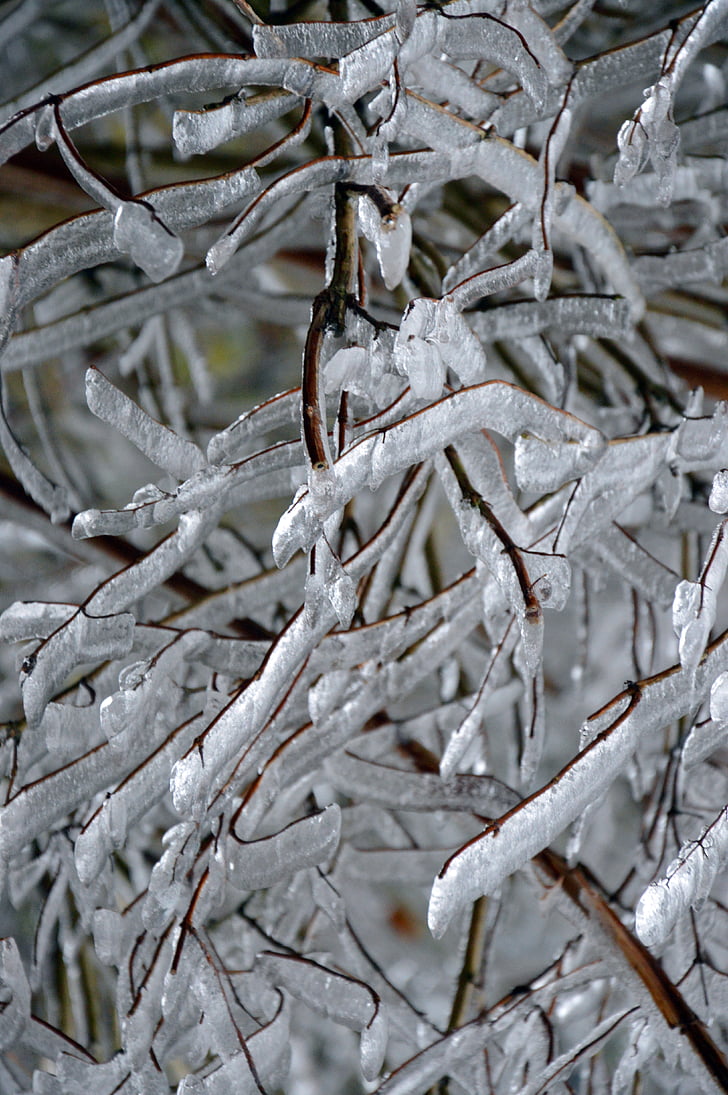 ice, winter, cold, frost, aesthetic, branches, snow