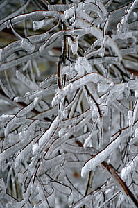 băng, mùa đông, lạnh, Frost, thẩm Mỹ, chi nhánh, tuyết