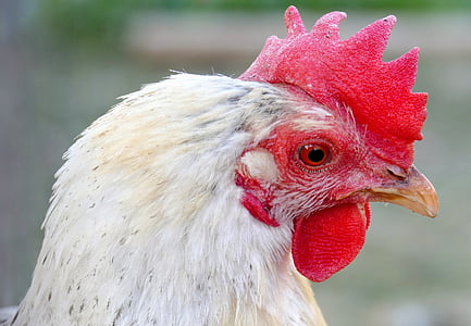 치킨, 닭 머리, 암 탉, 애완 동물, 암 탉, 실행, 달걀