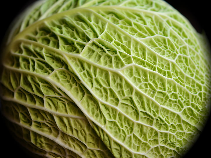 savoy, kohl, cabbage, vegetables, healthy, savoy cabbage, green