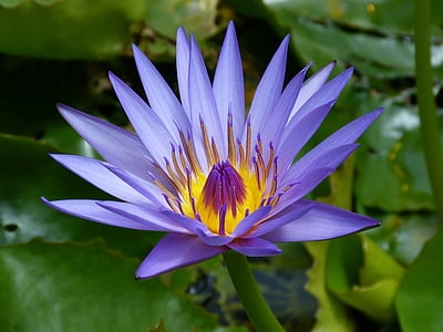 new zealand, blue, pond, teichplanze, nature, purple, bloom