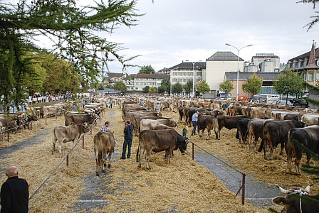 il mercato del bestiame, la mucca, Appenzell, Svizzera