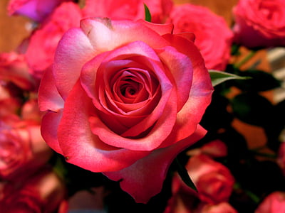 ruže, červená, ružová, živôtik, kvet, rastlín, Petal