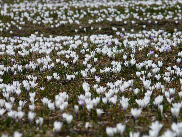 Frühlings-Krokus, Krokus, weiß, Krokus-Wiese, Blumen, Blüte, Bloom