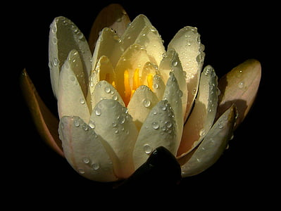 water lily, nuphar lutea, aquatic plant, blossom, bloom, lake rosengewächs, nature
