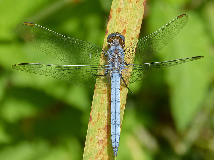 Dragonfly, sinine dragonfly, lehed, märgala, orthetrum cancellatum