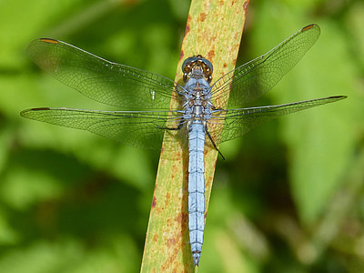 Dragonfly, blå dragonfly, blad, våtmarksområde, orthetrum cancellatum