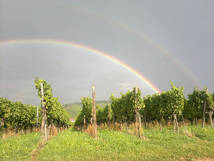 winegrowing, vineyard, vines, rainbow, wine, bright, contrasts