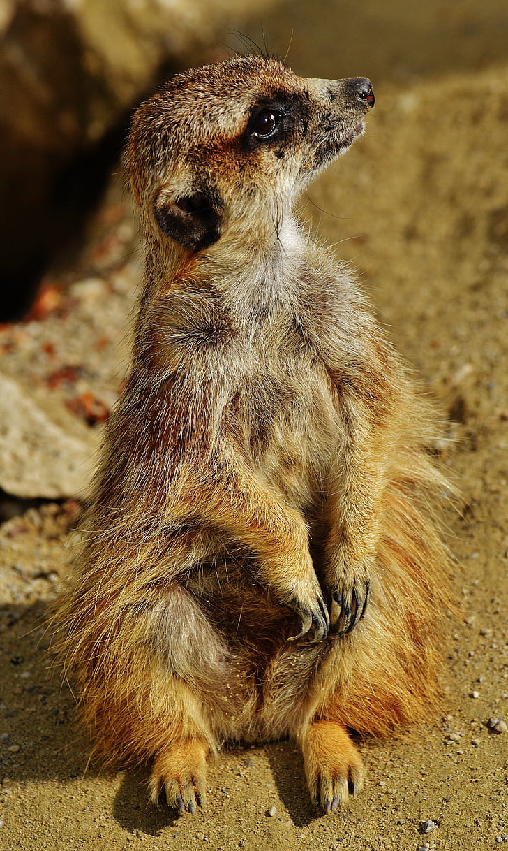 Meerkat, animale, natura, Zoo di, Tiergarten, piccolo, pelliccia