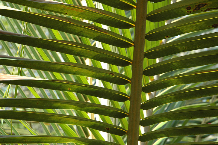 palmes, fulles, arbre de coco, fulles, arbres, verd, fulla