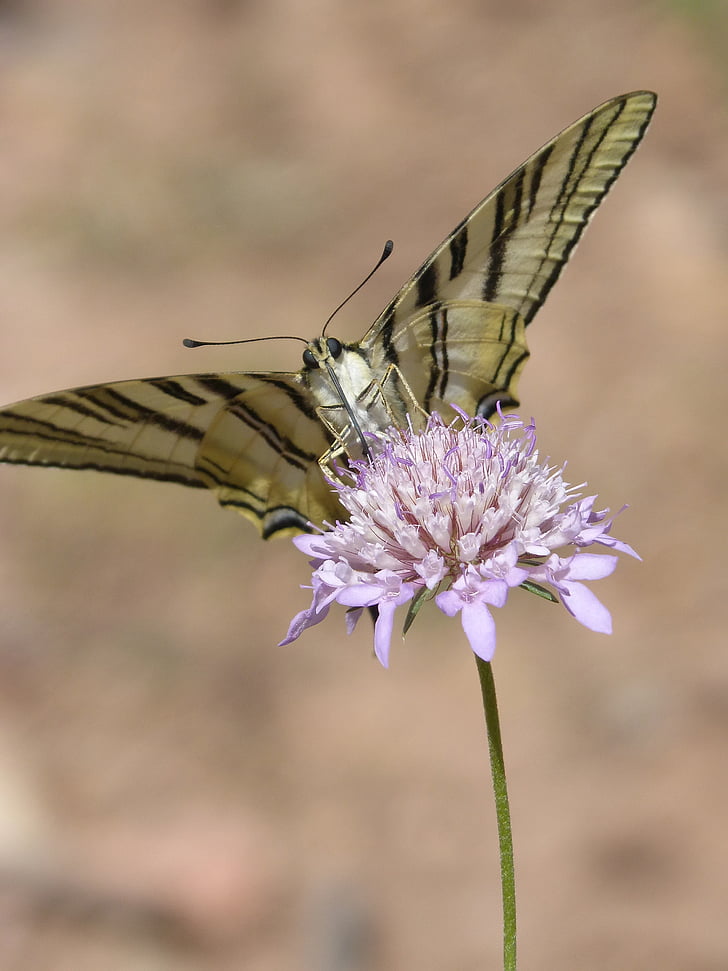 Papilio machaon, perhonen, Machaon, papallona kuningatar, Libar, Villi kukka, Kauneus