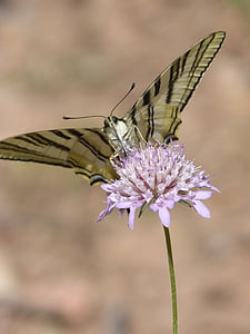 papilio machaon, butterfly, machaon, papallona queen, libar, wild flower, beauty