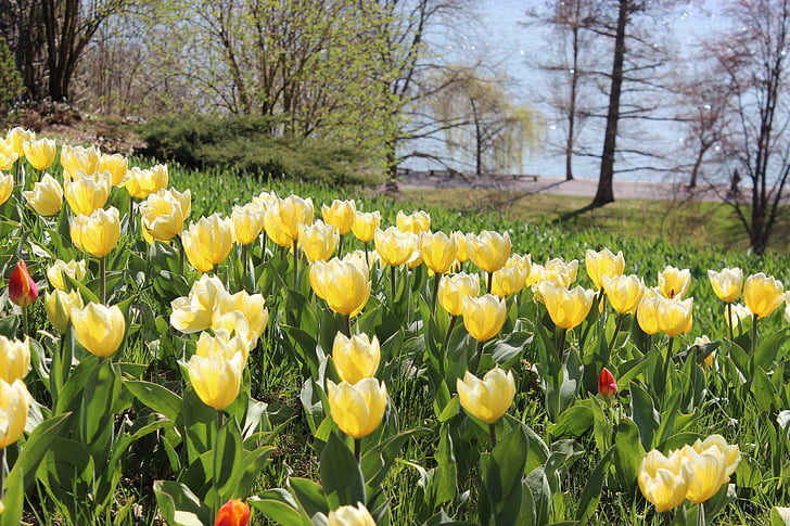 våren, tulipaner, gul, blomster, natur