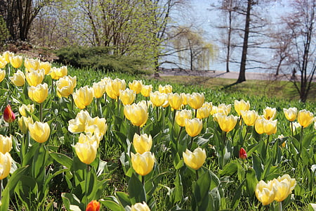 wiosna, tulipany, żółty, kwiaty, Natura
