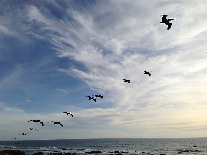 pelikanas, skrendančių paukščių, dangaus, vandenyno, mėlyna, mėlynas dangus, jūra