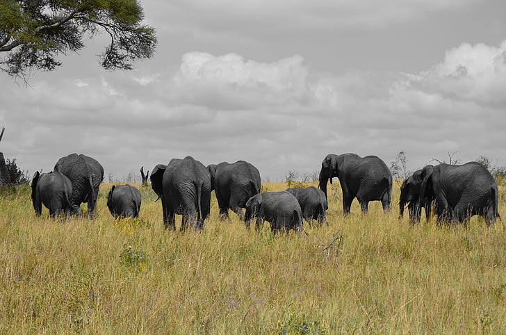 drambliai, Tanzanija, Afrika, eilės, Gamta, Kūdikių dramblys, žalia