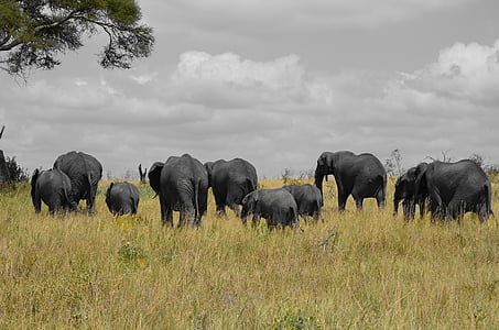 코끼리, 탄자니아, 아프리카, 행, 자연, 아기 코끼리, 그린