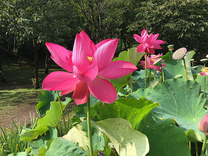 Lotus, tiik, atribuudid, Park, pulber, Flora, vett taim