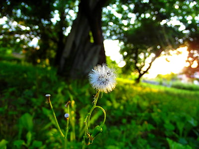 dandelion, sunset, grass, flower, nature