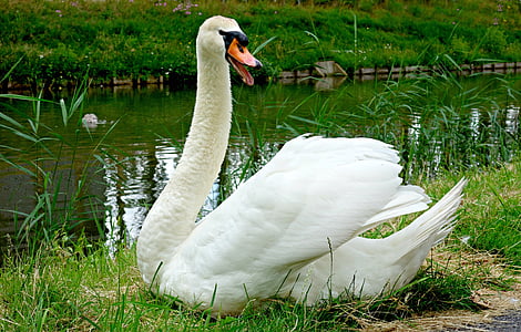 Swan, vták, vodné vtáctvo, sťahovavého vodného vtáctva, labuť, voľne žijúcich živočíchov, vody