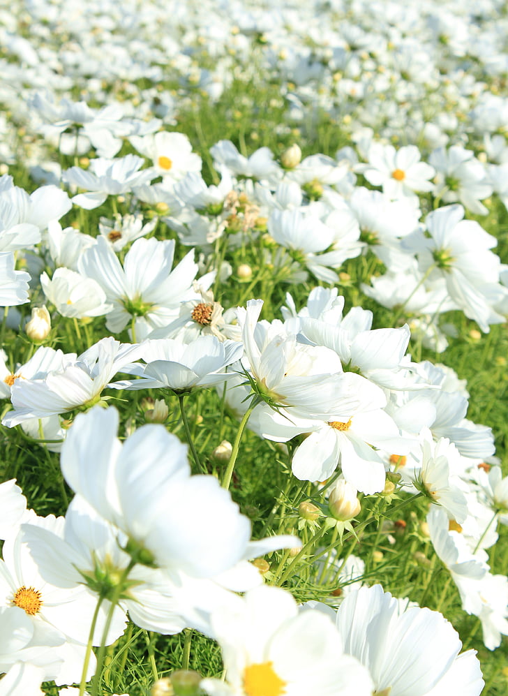 bloemen, wit, veld, Floral, natuur, Tuin