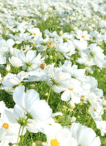 flores, Blanco, campo, flores, naturaleza, jardín