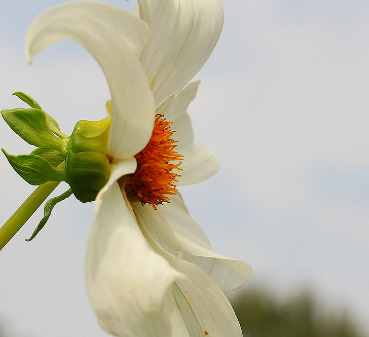 Dahlia, Hoa, Blossom, nở hoa, trắng, Thiên nhiên, thực vật