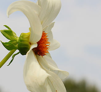 Dahlia, fleur, Blossom, Bloom, blanc, nature, plante