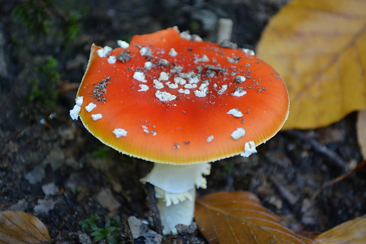 houby, toxický, červená, podzim, Příroda, Les