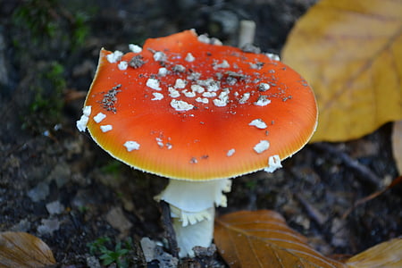 蘑菇, 有毒, 红色, 秋天, 自然, 森林