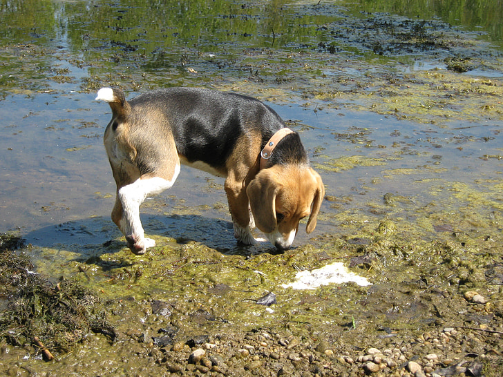 Beagle, perro, agua, cobre, snooping, búsqueda de, cachorro