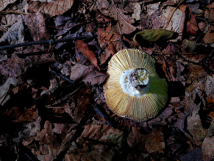 mushroom, forest, shadow, ridges, leaves, fungus, nature
