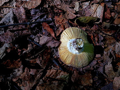 houby, Les, stín, hřebeny, listy, houby, Příroda