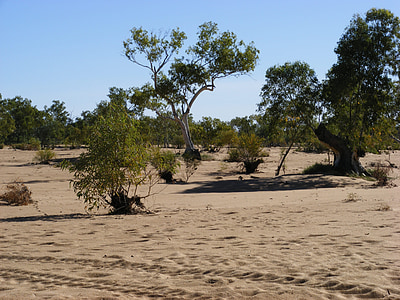 floden, säng, centrala Australien, Sand, naturen, träd, stranden