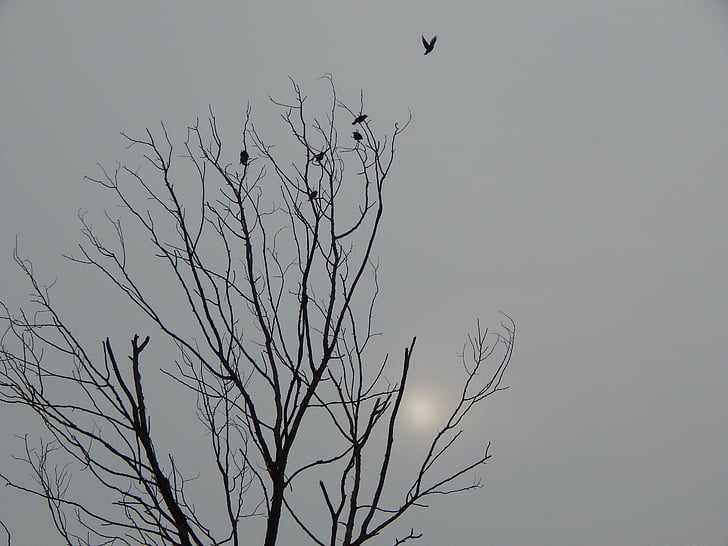 black and white, death tree, birds, sky