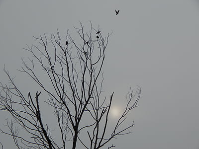 alb-negru, moartea copac, păsări, cer