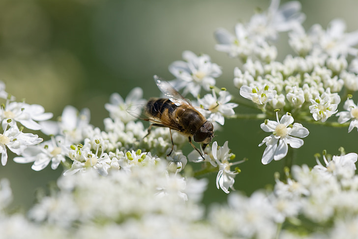 hoverfly, แมลงวันดอกไม้, ดอก, ฤดูร้อน, ธรรมชาติ, แมลง, ใกล้ชิด