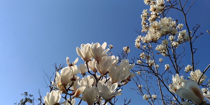 Magnolia, valged lilled, kevadel, loodus, lill, põllukultuuride, taim