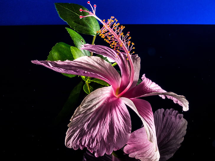 Hibiscus, zieds, Bloom, puķe, rozā, Marshmallow, malva