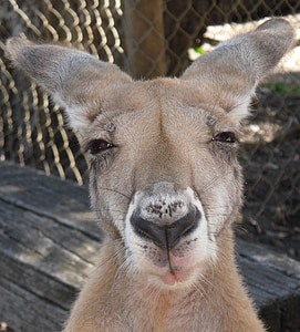 kangoeroe, dieren in het wild, Australië, natuur, buideldier, Aussie