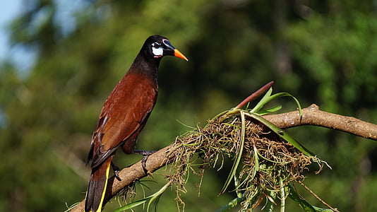 Psarocolius montesuma, Costa rica, natura, bosc de pluja