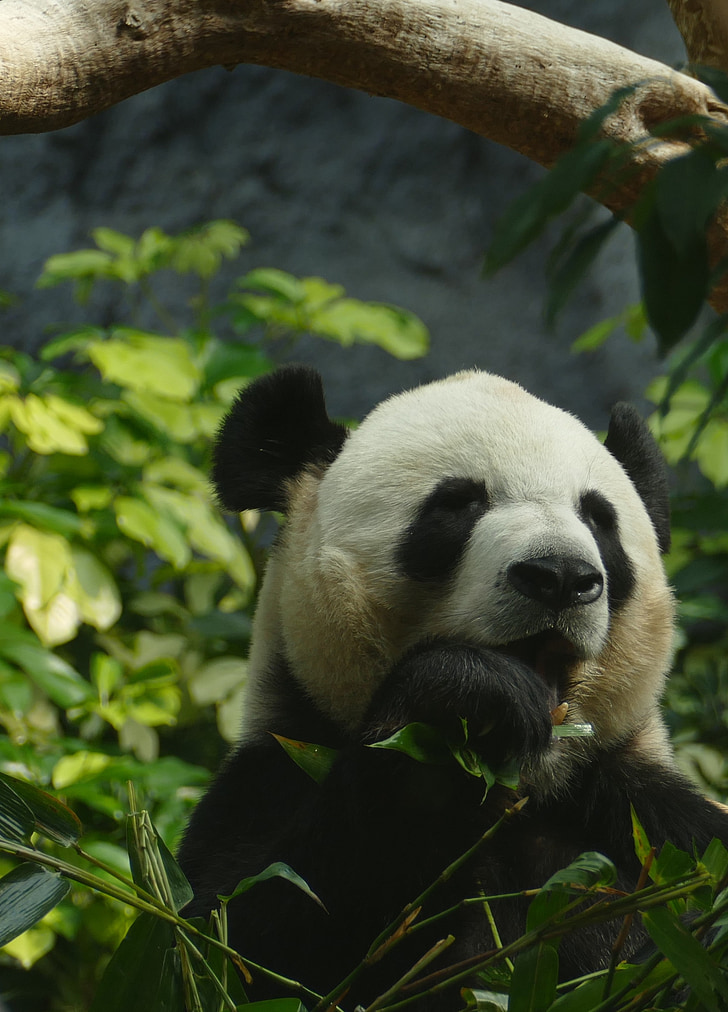 Panda, Niedźwiedź, Rysunek głowy, ssak, czarno-białe, Niedźwiedź Panda, bambus