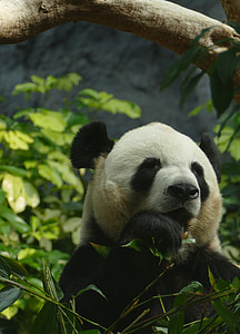 панда, медведь, Рисунок гипсовой головы, млекопитающее, черный и белый, панда, Бамбук